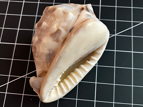 Shell - Raw State, Rigid Plasticity, Used as Decor